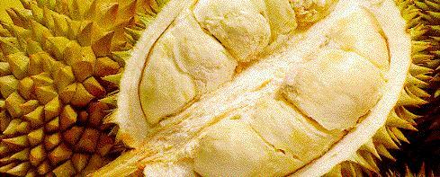 foto durian