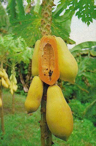 foto papaya